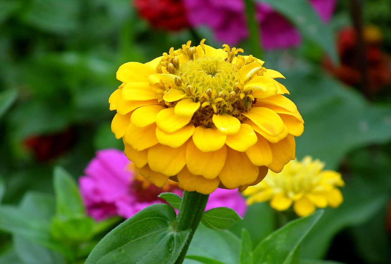 zinnia  flower  yellow free photo