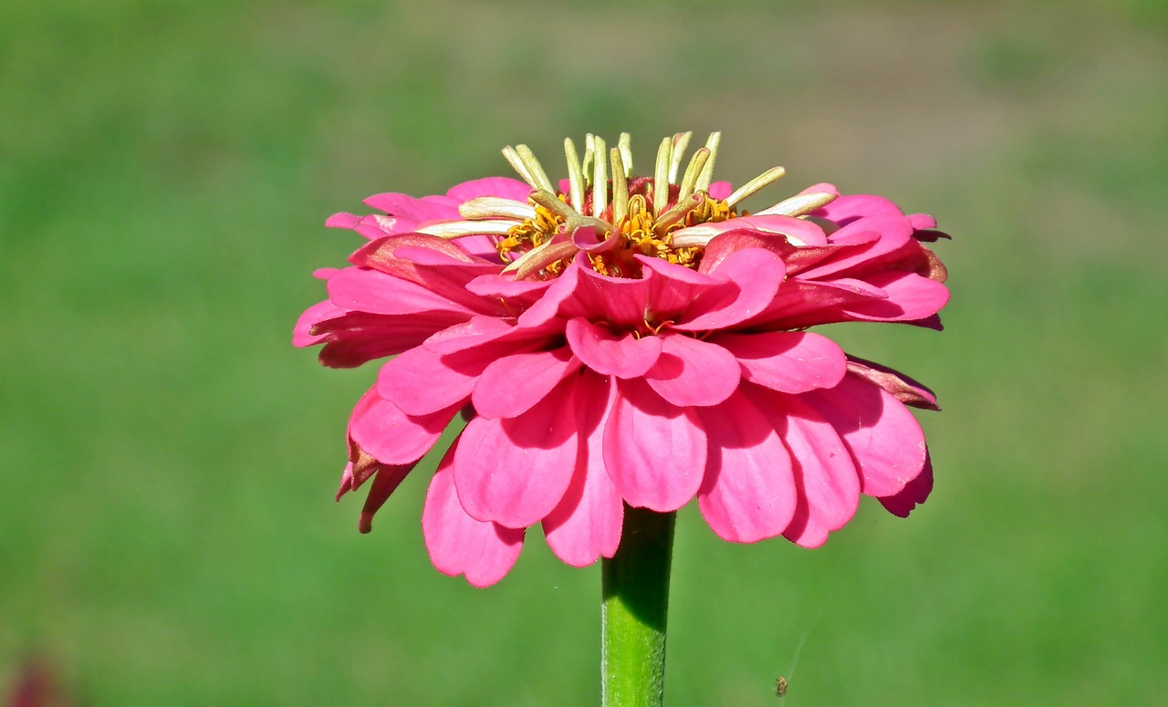 zinnia  flower  garden free photo