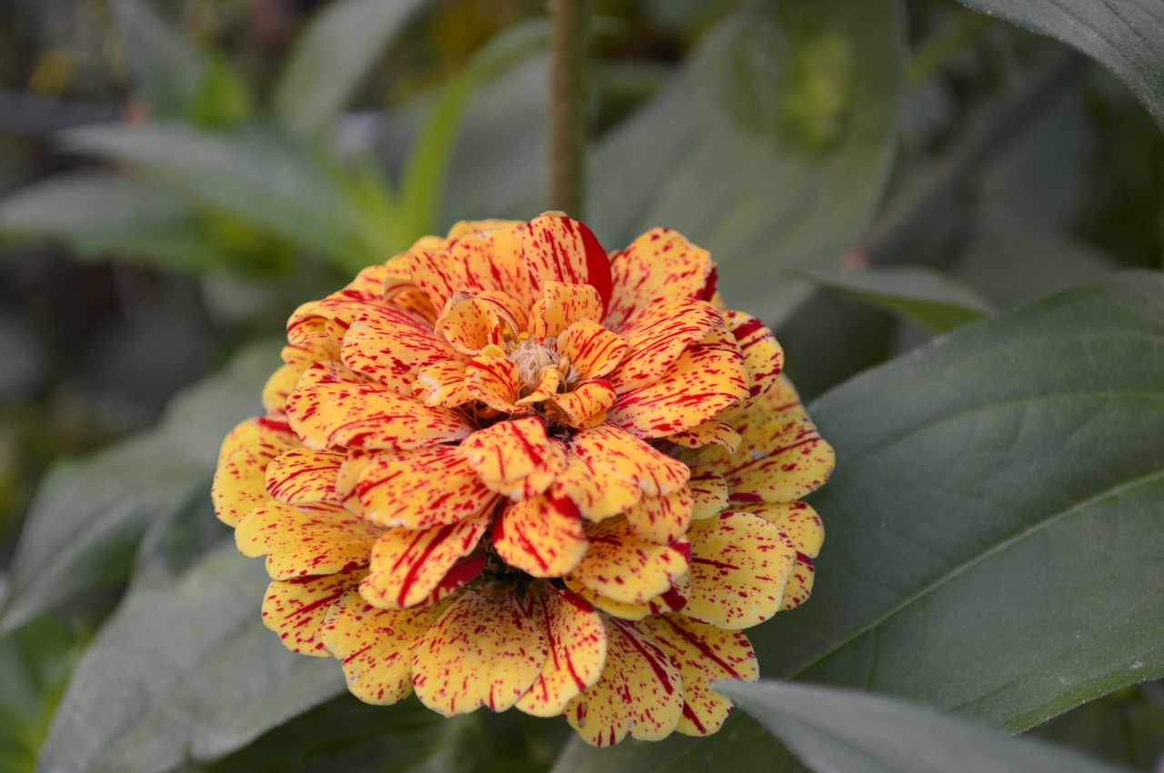 zinnia  flower garden  summer free photo