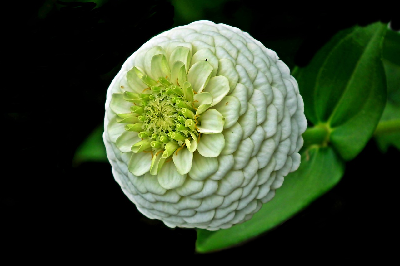 zinnia  flower  white free photo