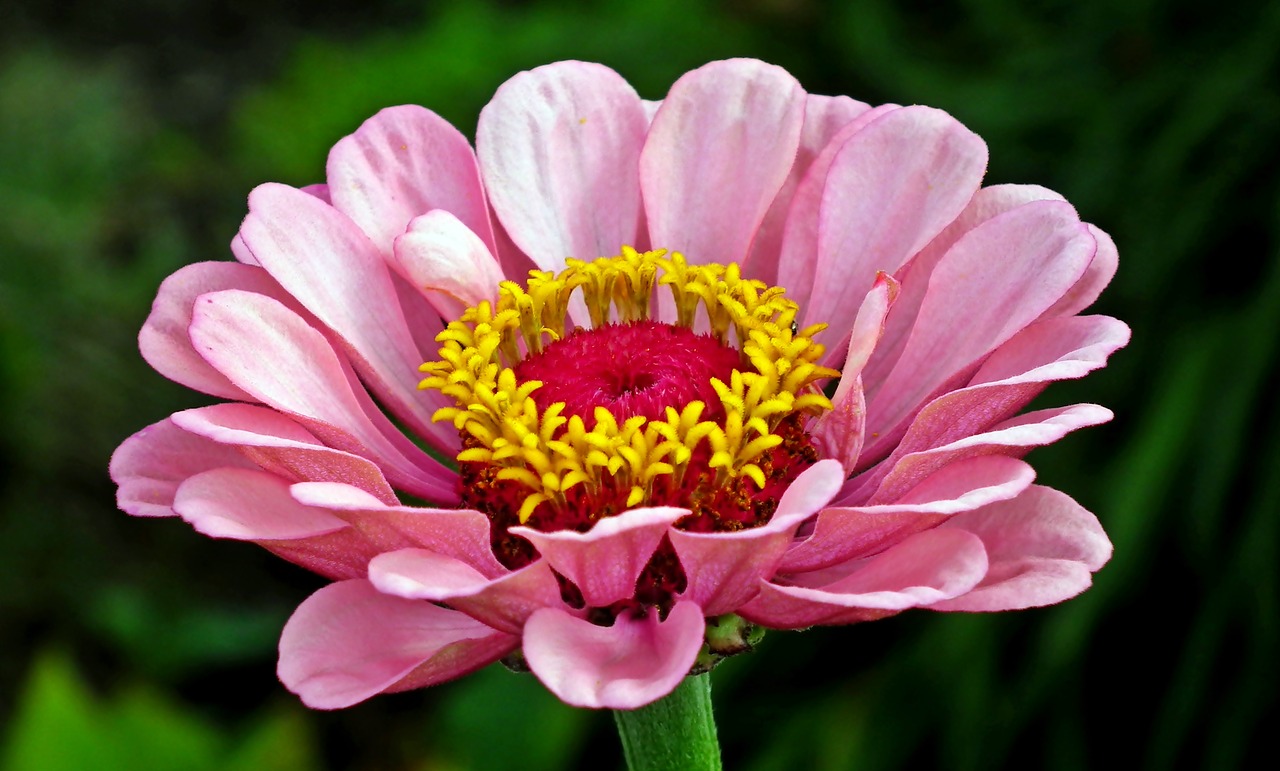 zinnia  flower  nature free photo