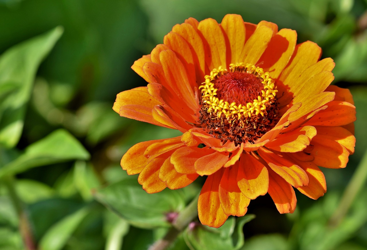 zinnia  blossom  bloom free photo