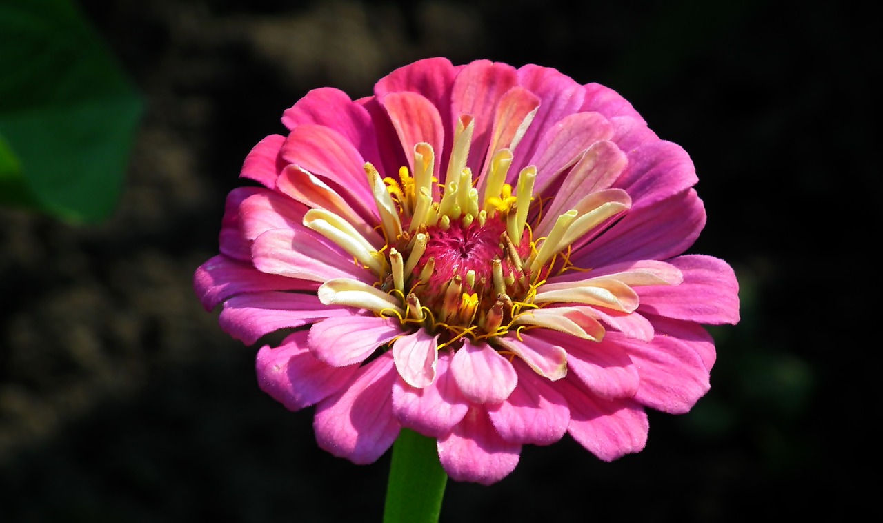 zinnia  flower  colored free photo