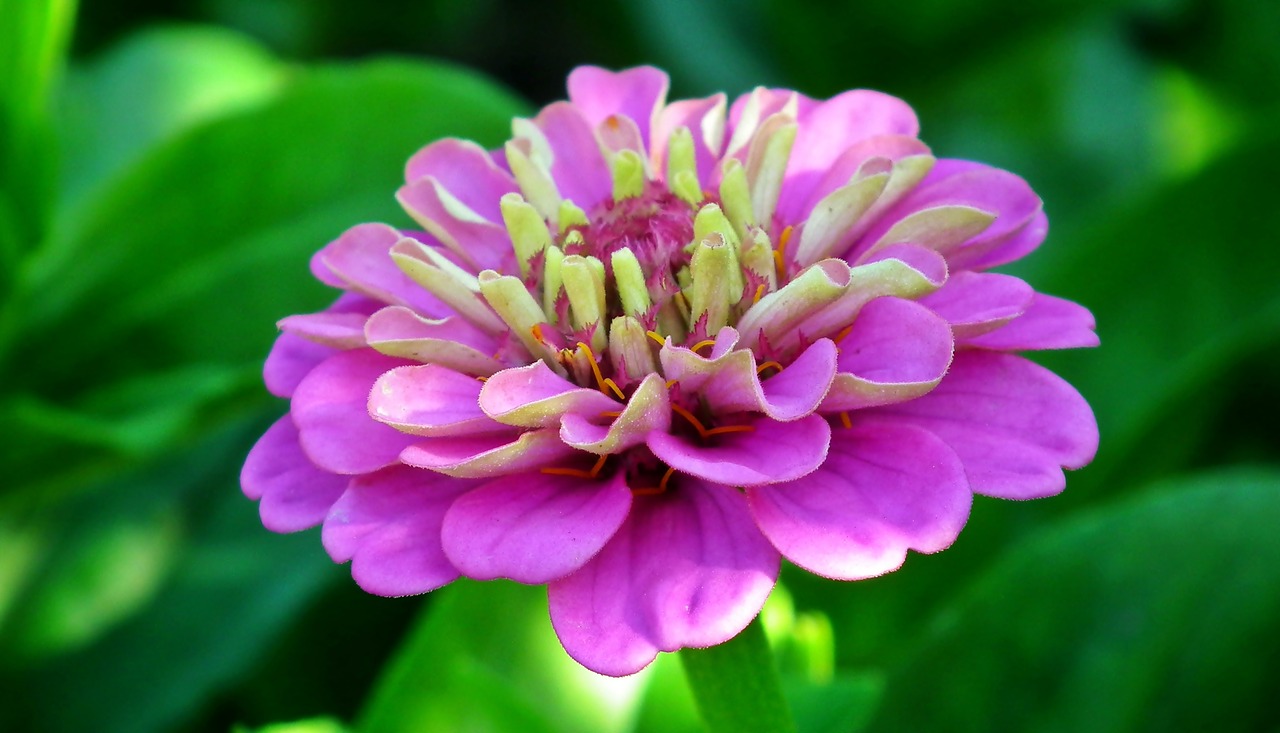 zinnia  flower  colored free photo