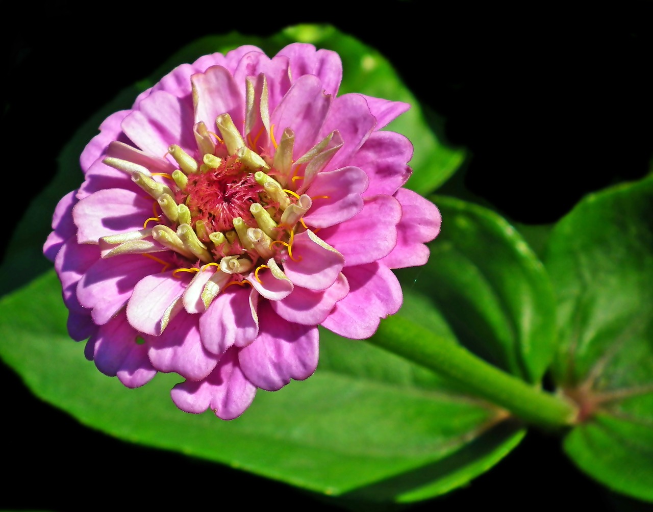 zinnia  flower  nature free photo