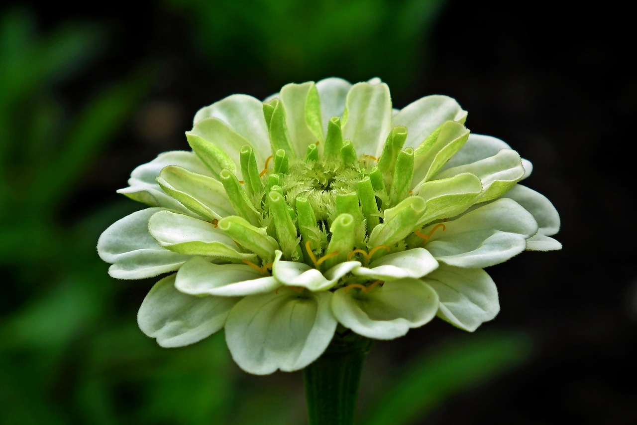 zinnia  flower  nature free photo