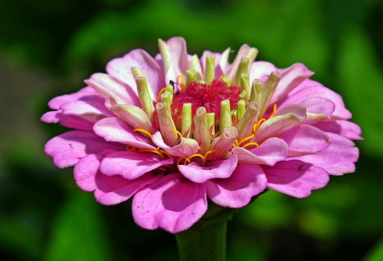 zinnia  flower  nature free photo