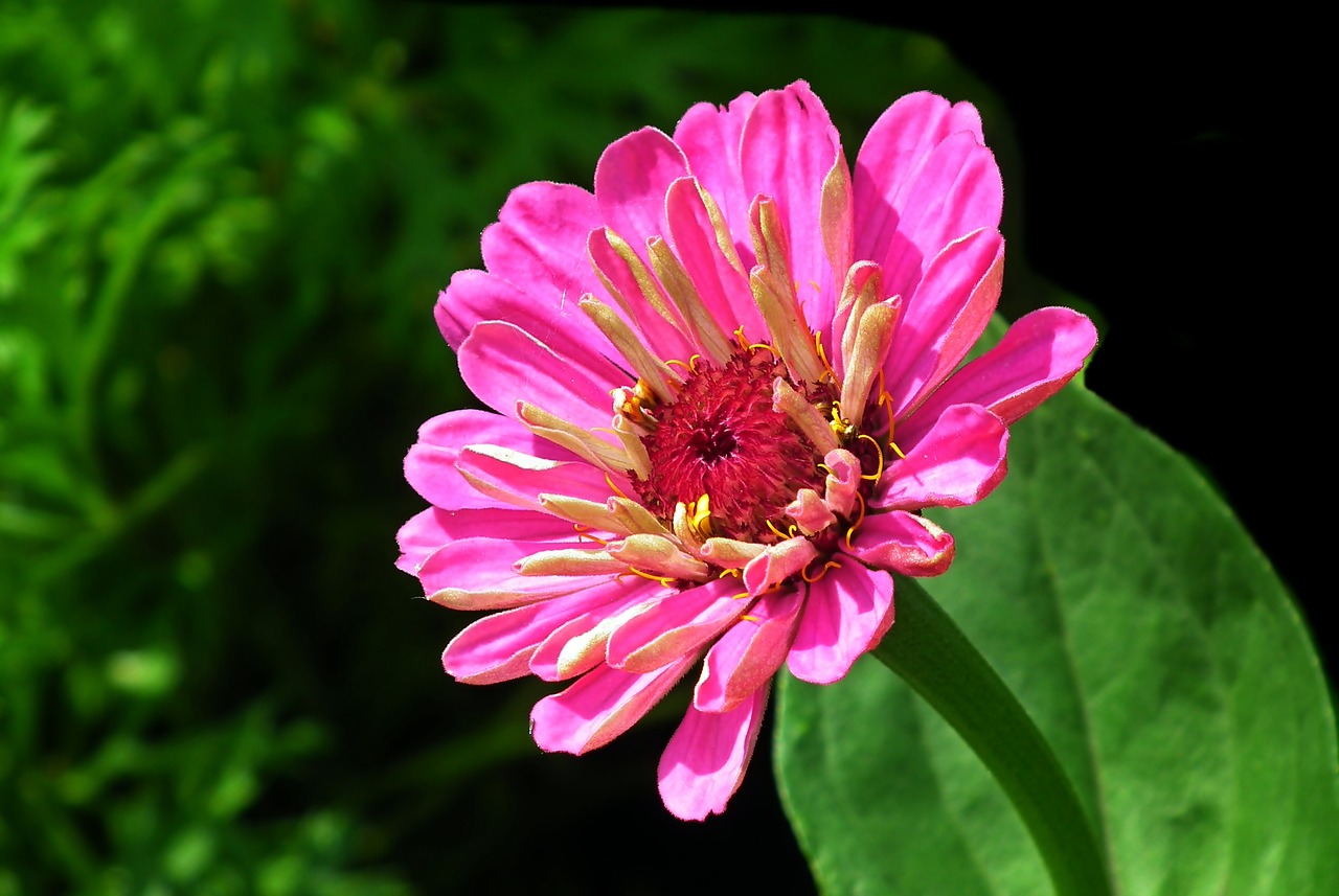 zinnia  flower  nature free photo