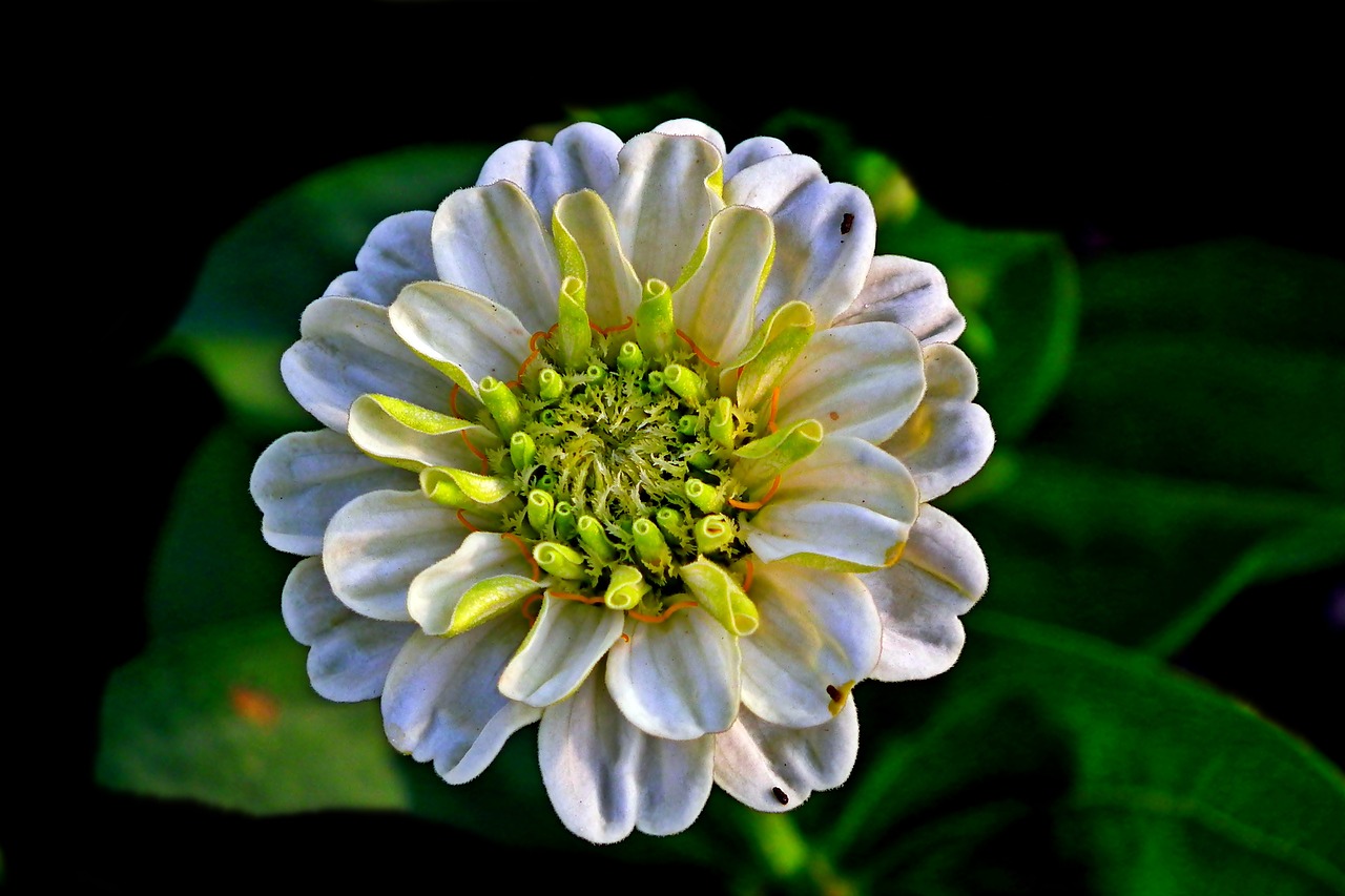 zinnia  flower  nature free photo