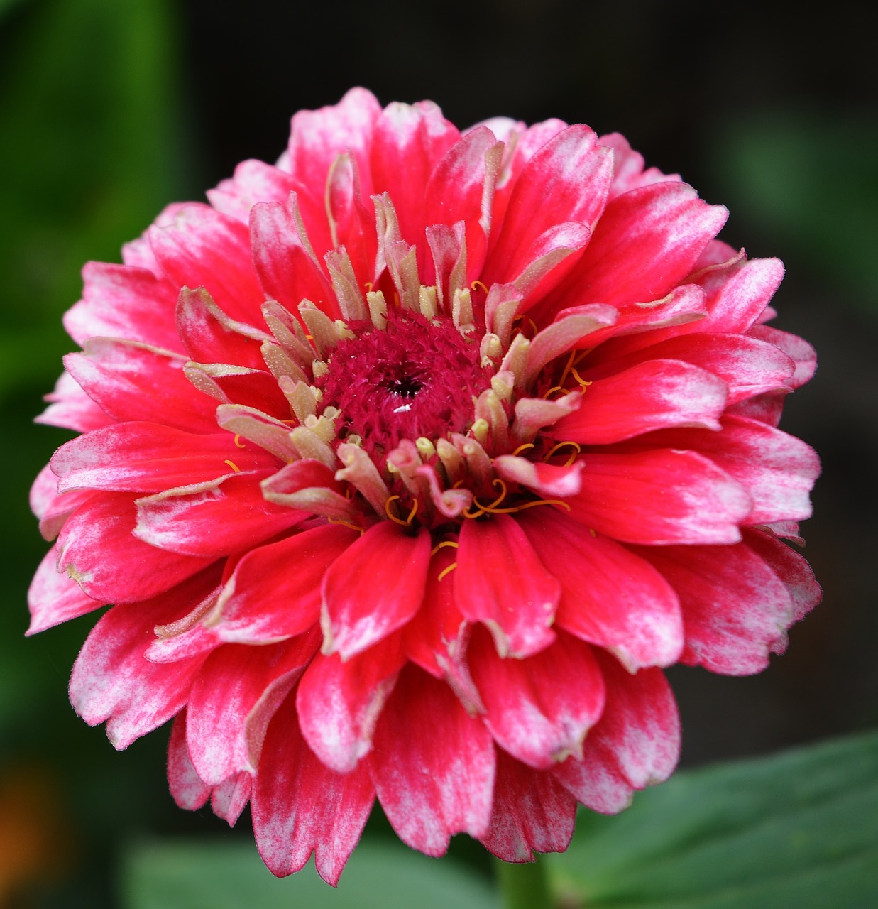 zinnia  flower  nature free photo