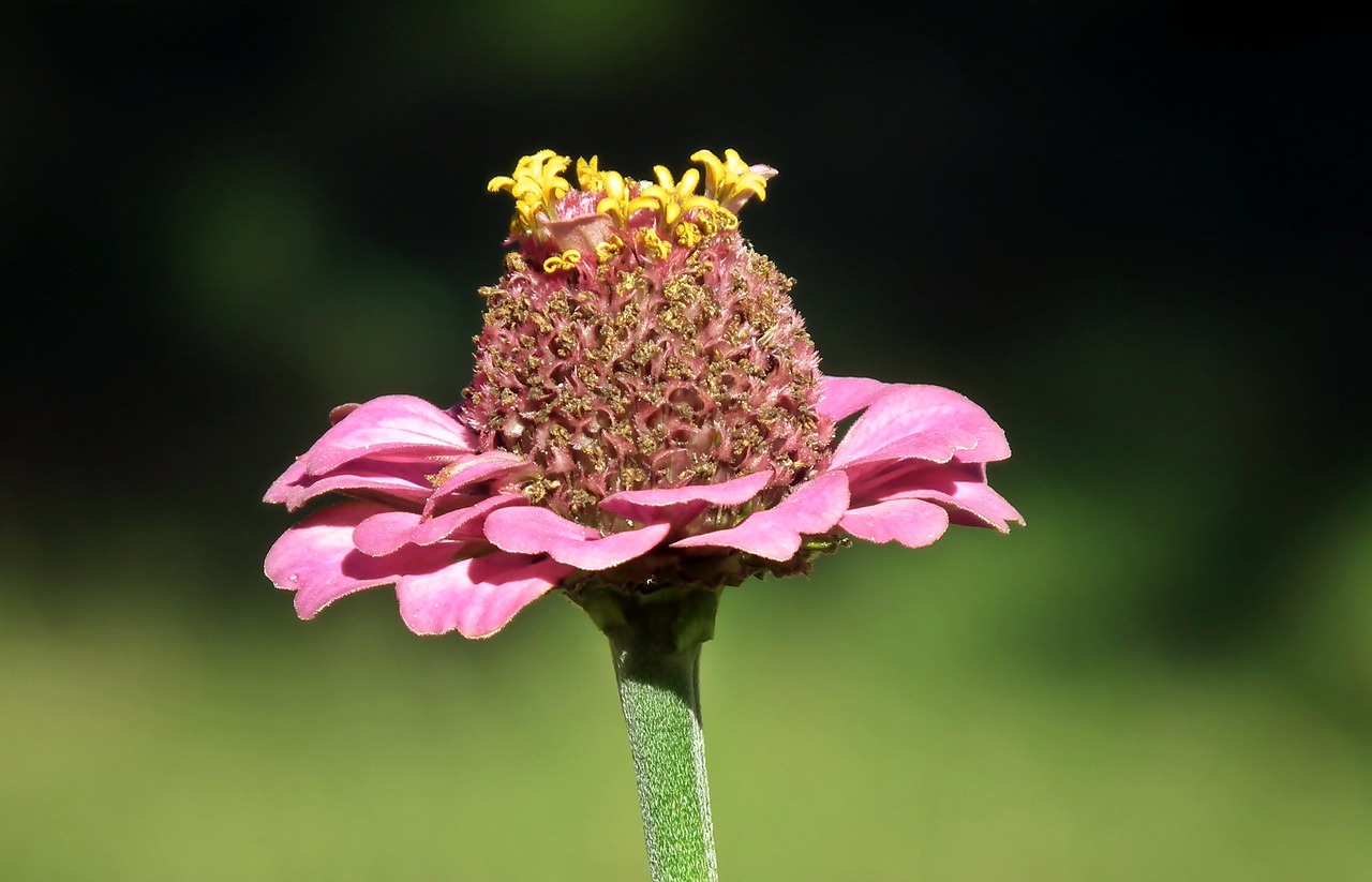 zinnia  flower  garden free photo