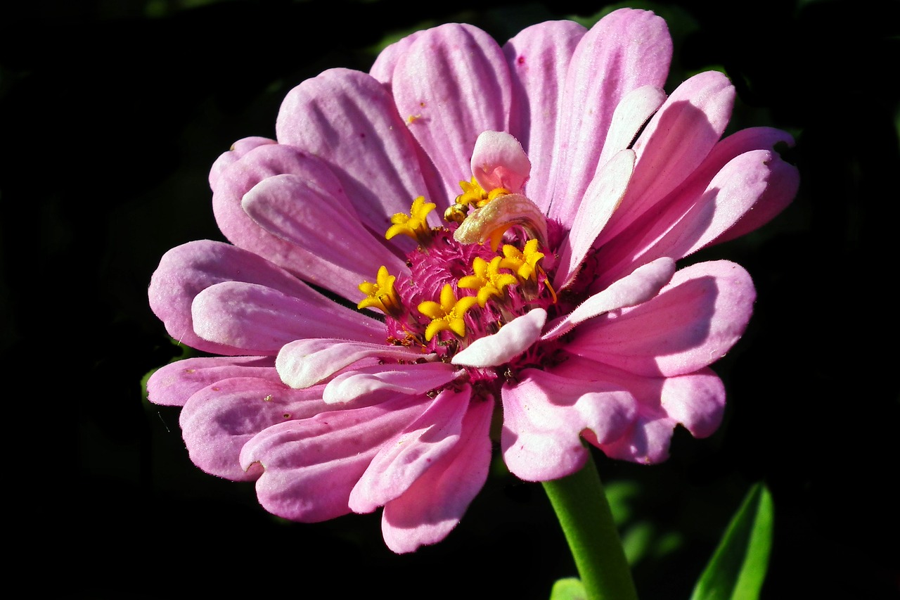 zinnia  flower  pink free photo