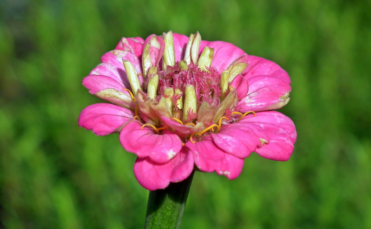 zinnia  pink  flower free photo