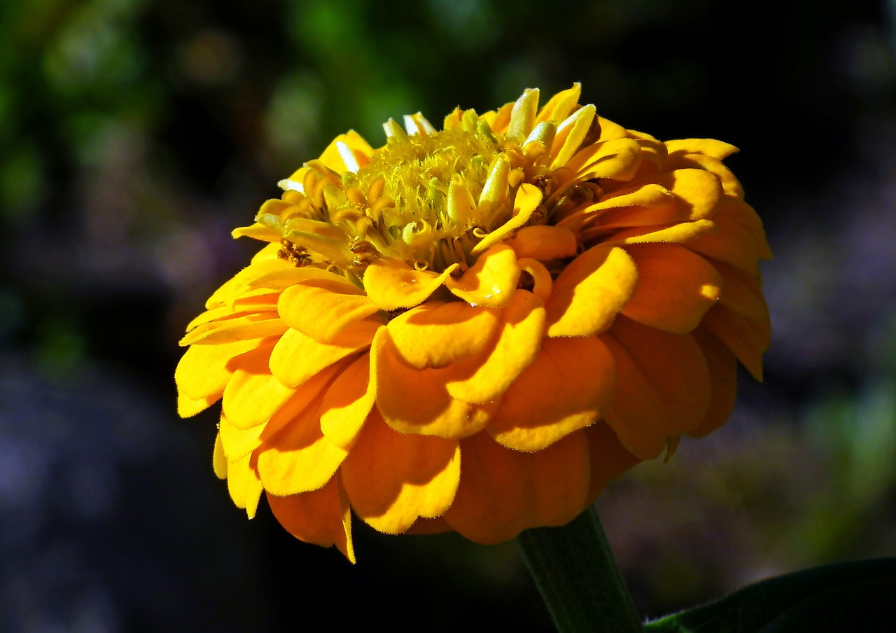 zinnia  flower  yellow free photo