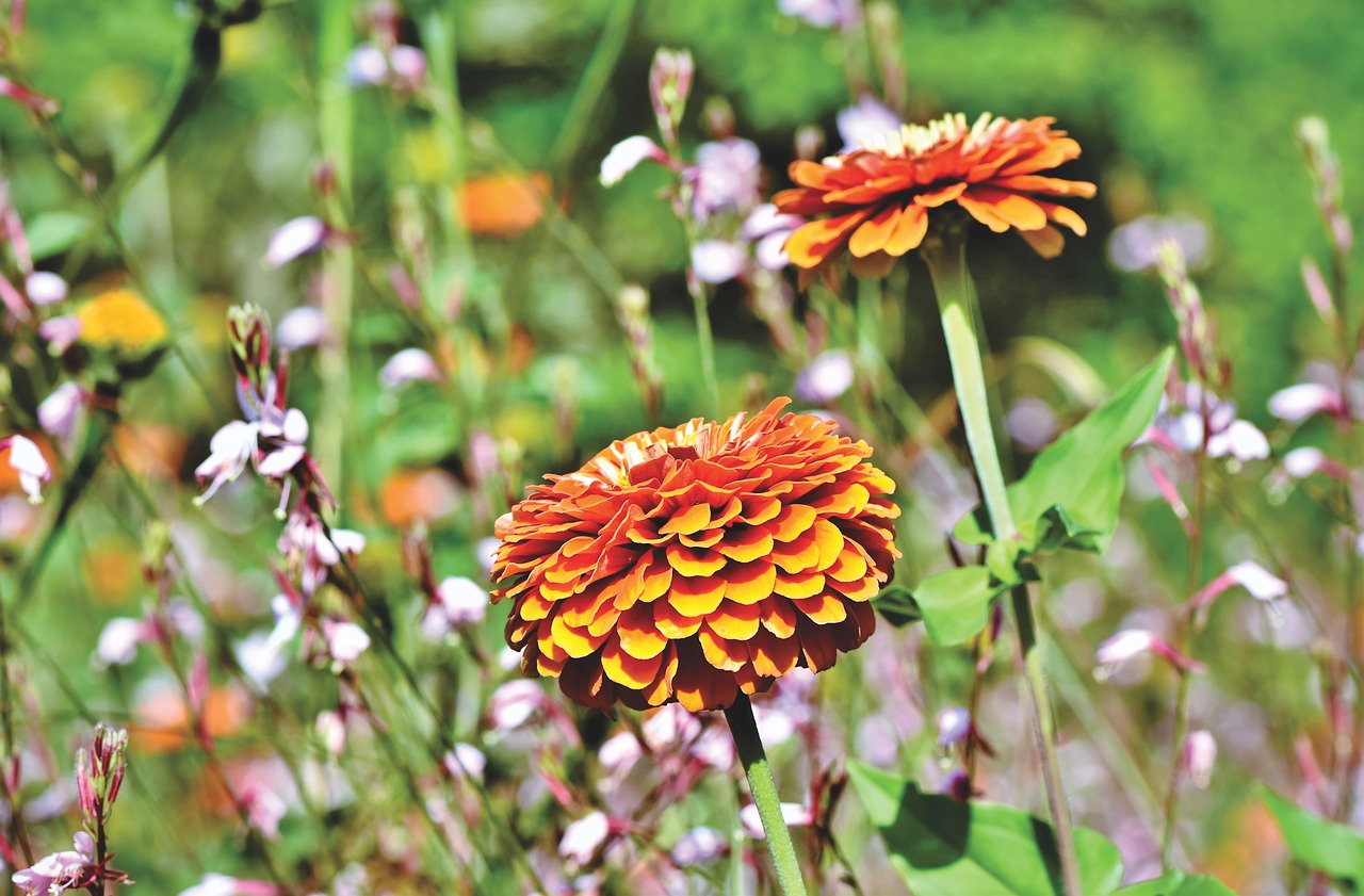 zinnia  flower meadow  flowers free photo