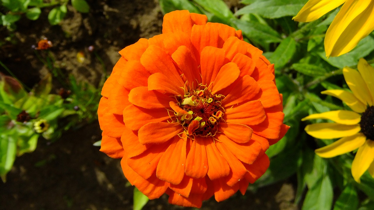 zinnia  flower  garden free photo