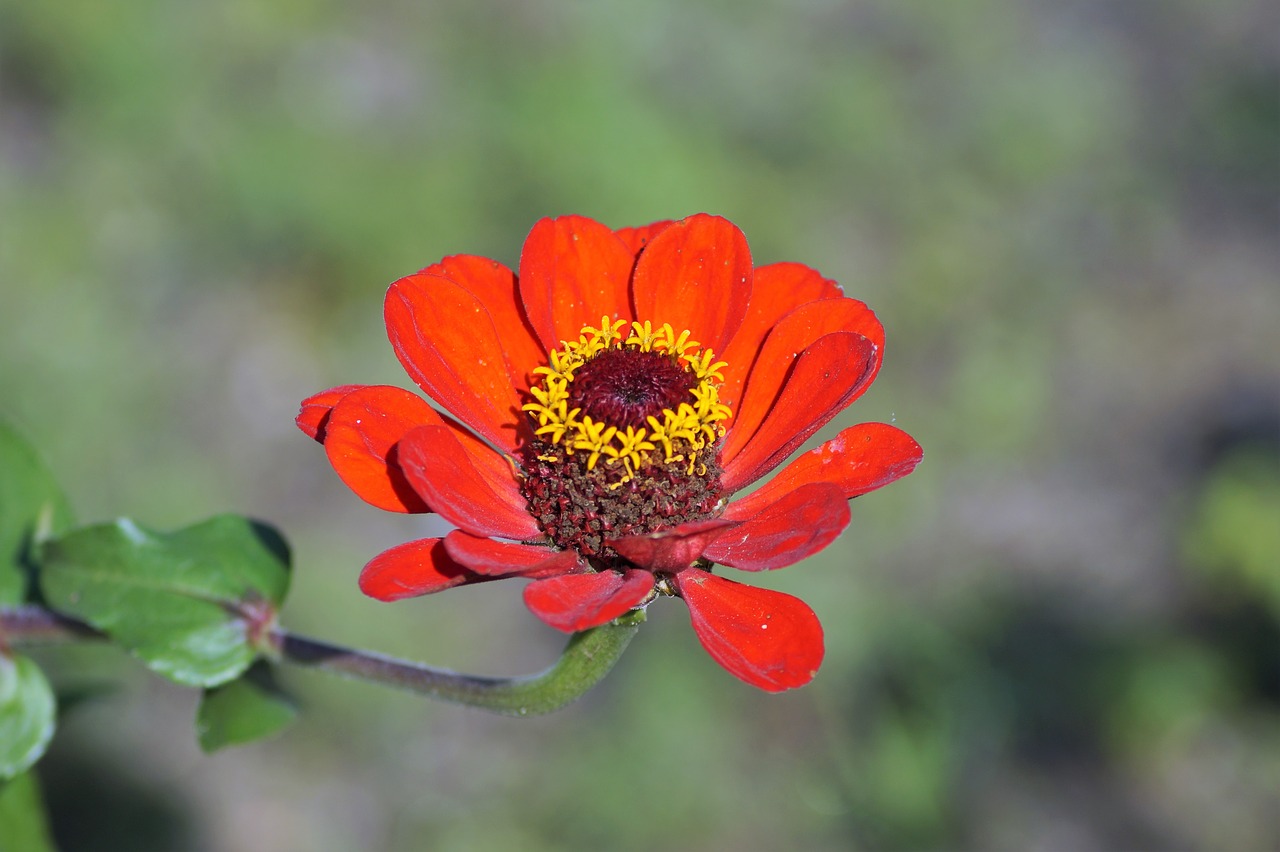 zinnia  flower  garden free photo