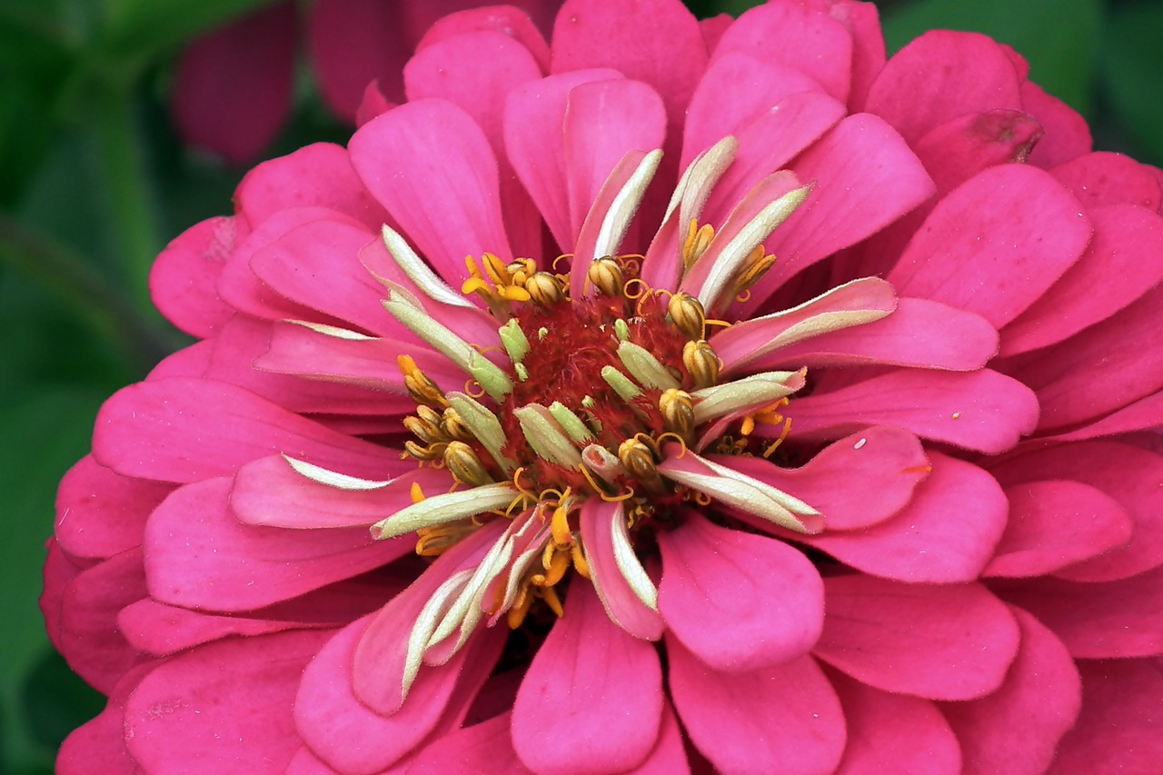 zinnia  flower  the interior of the free photo