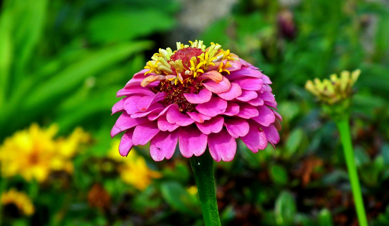 zinnia  flower  garden free photo