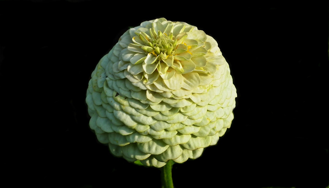 zinnia  flower  garden free photo