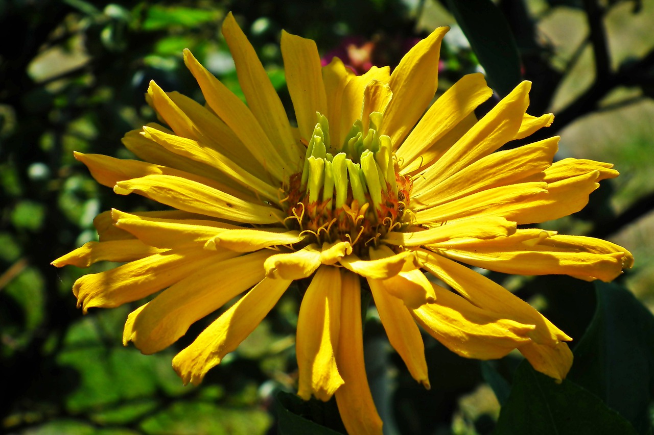 zinnia  flower  yellow free photo