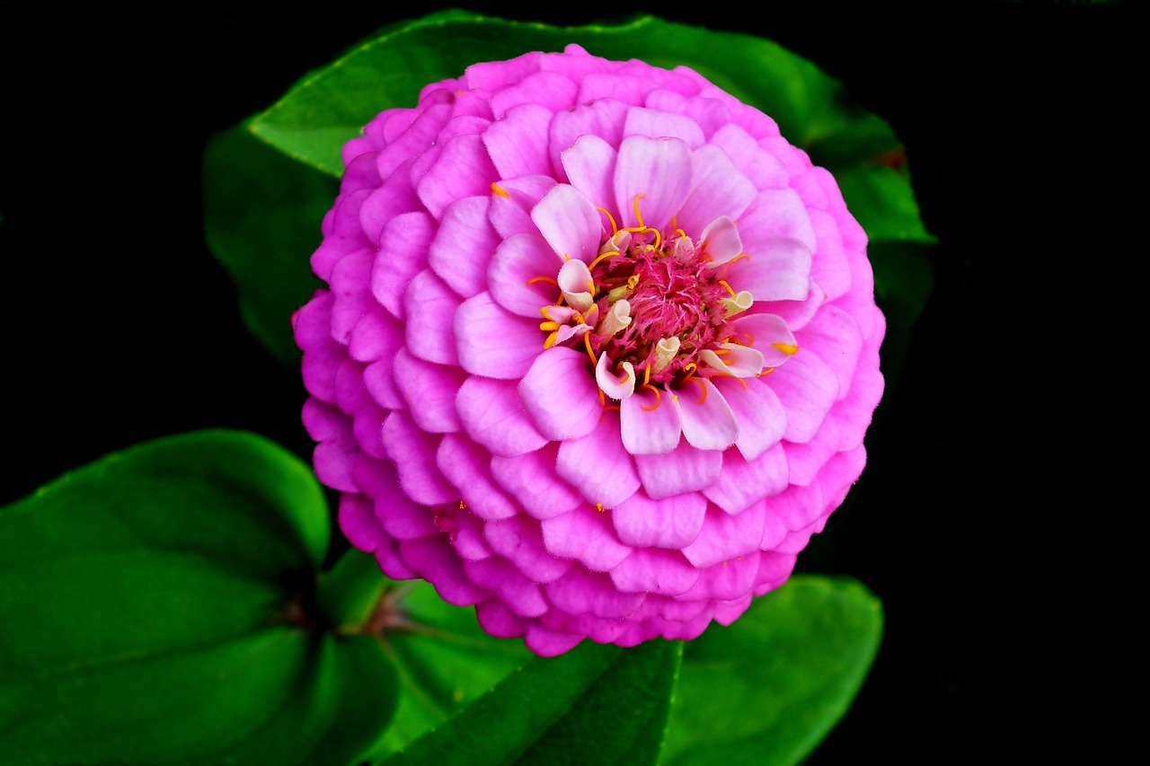 zinnia  flower  garden free photo