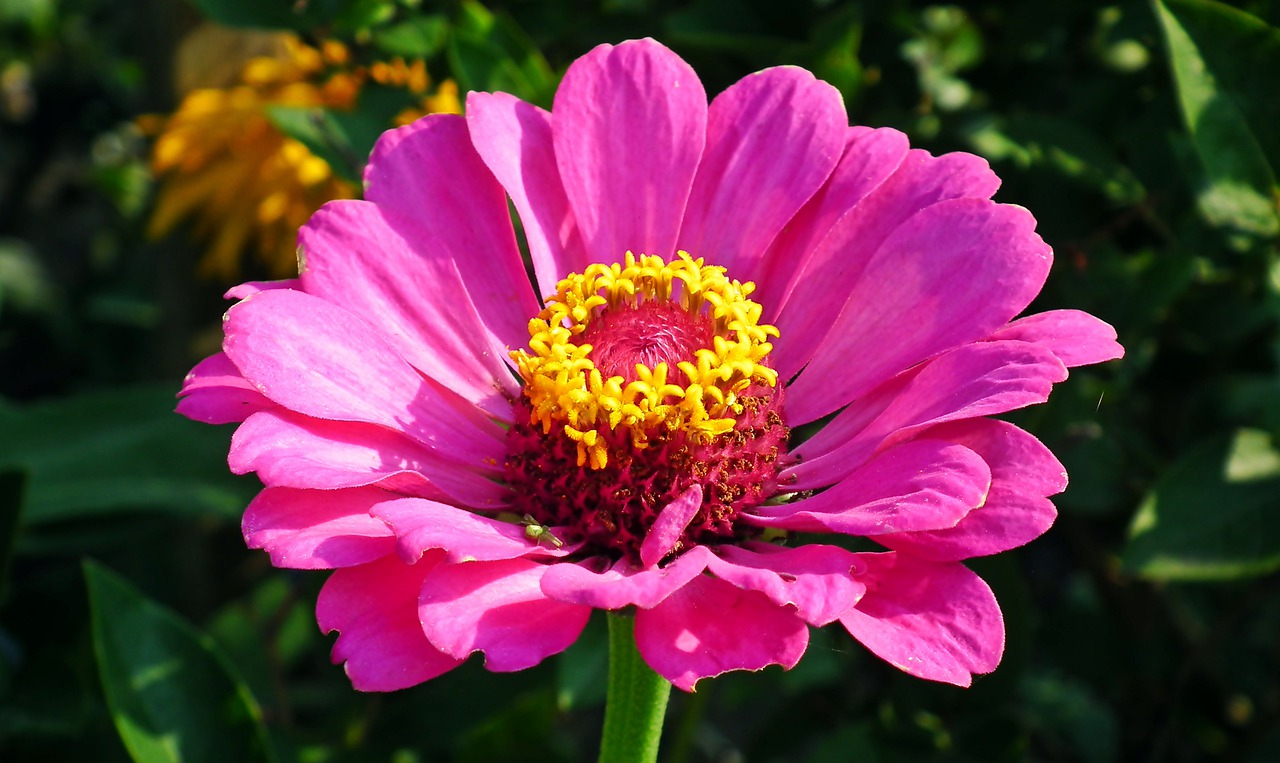 zinnia  flower  garden free photo