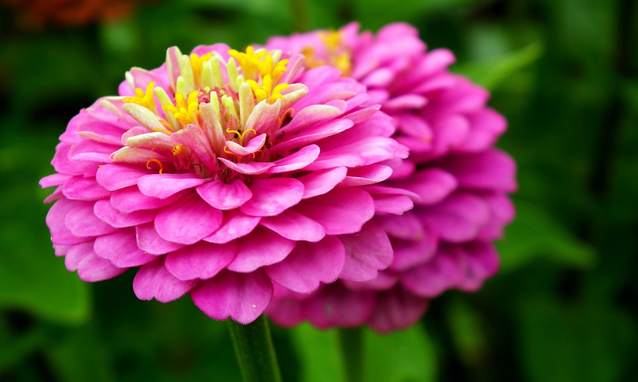 zinnia  flower  pink free photo