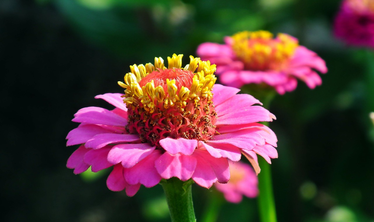 zinnia  flower  garden free photo