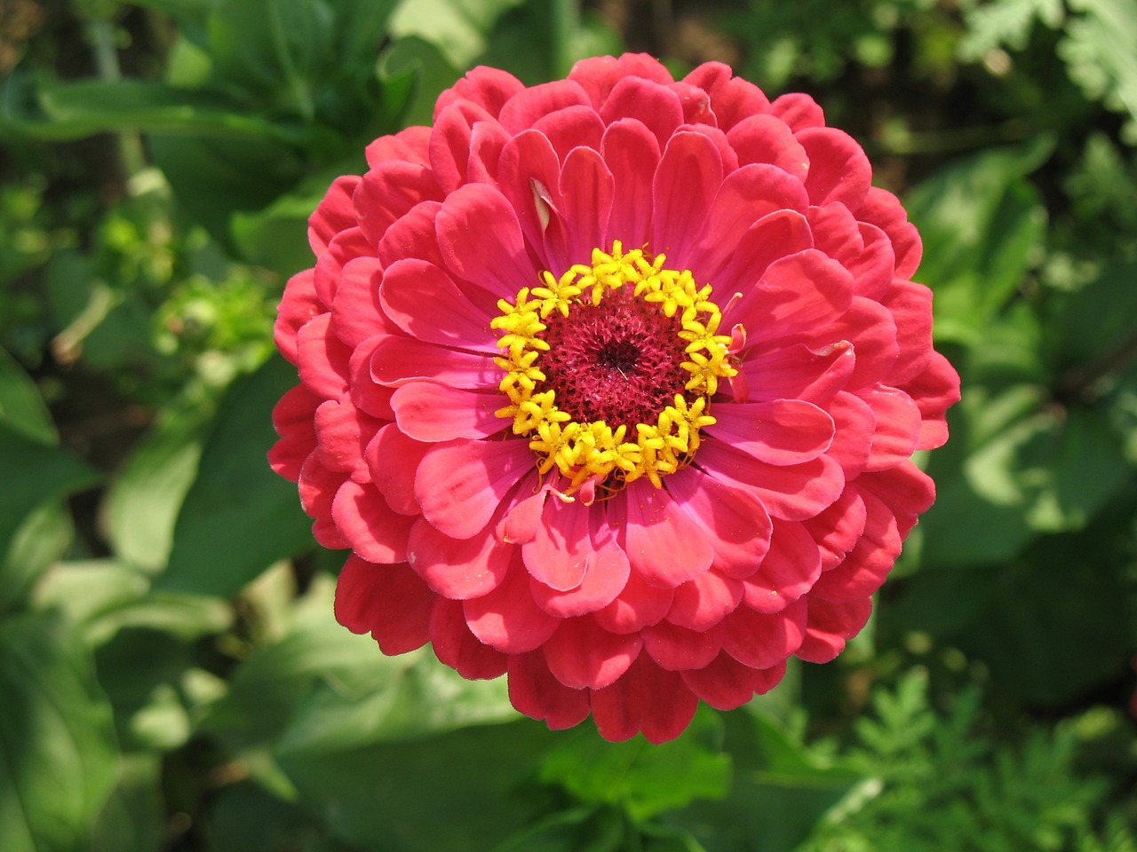 zinnia red flower free photo