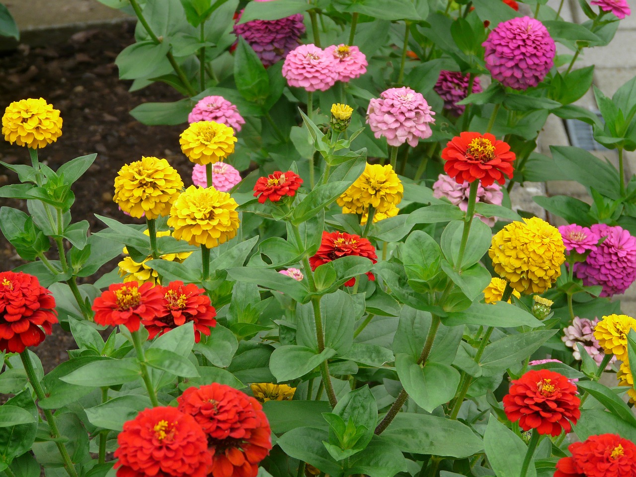 zinnia flowers colorful free photo