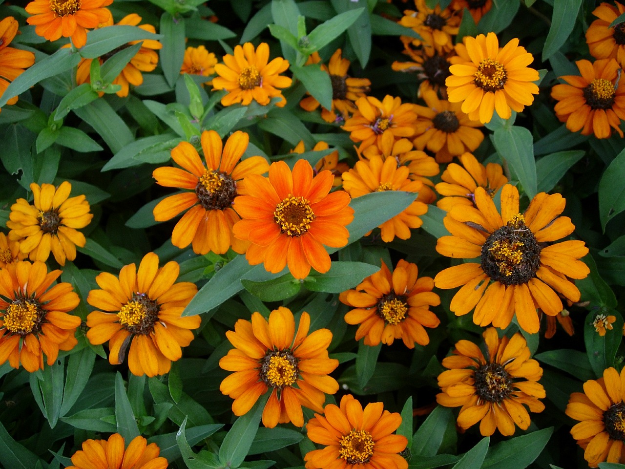 zinnia yellow flower garden free photo