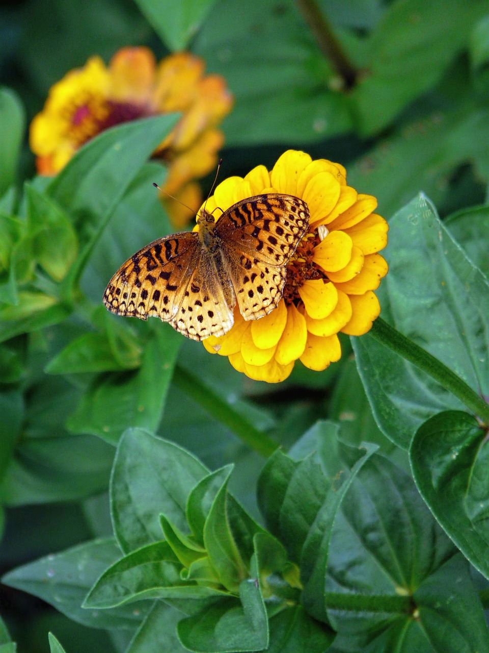 zinnia flower nature free photo