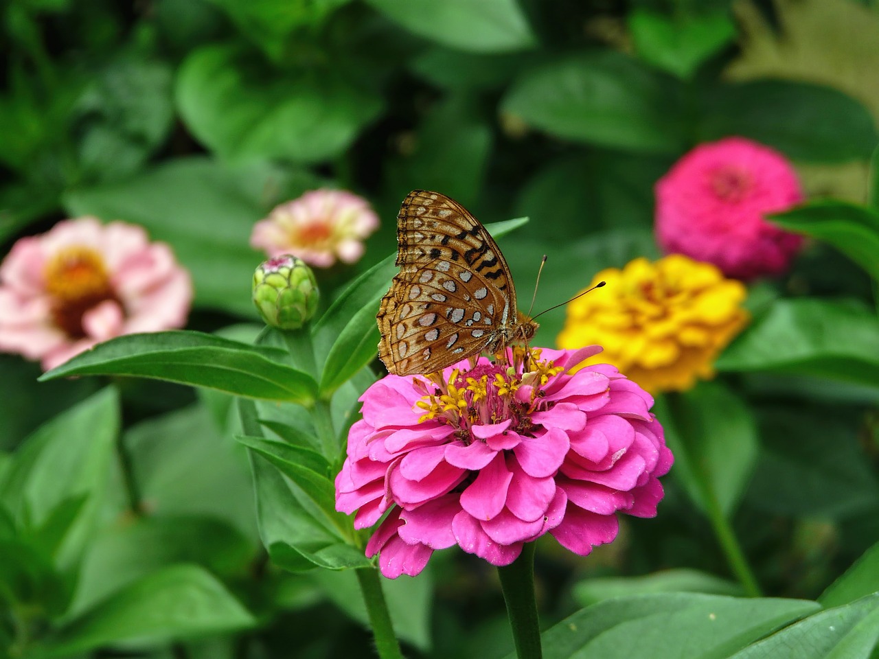 zinnia flower nature free photo