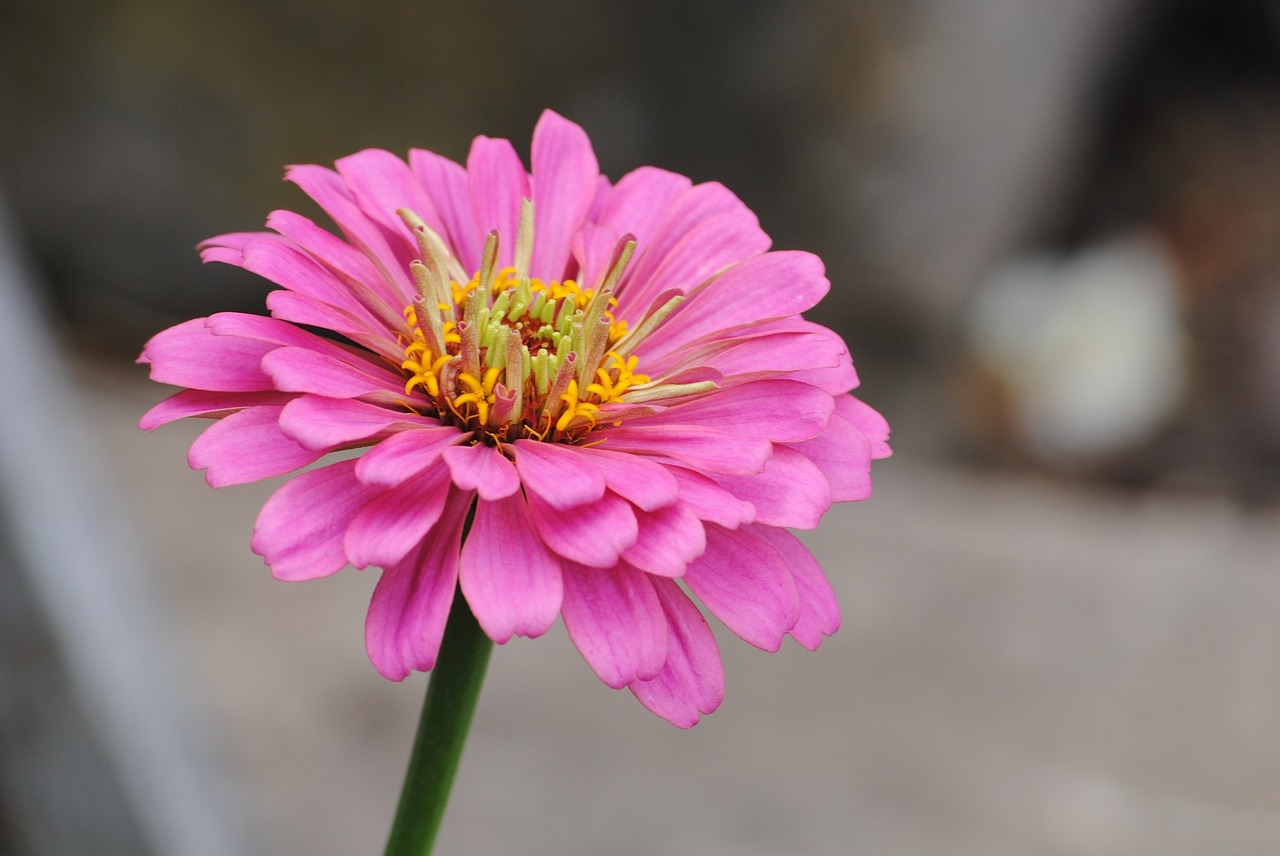zinnia pink flower free photo