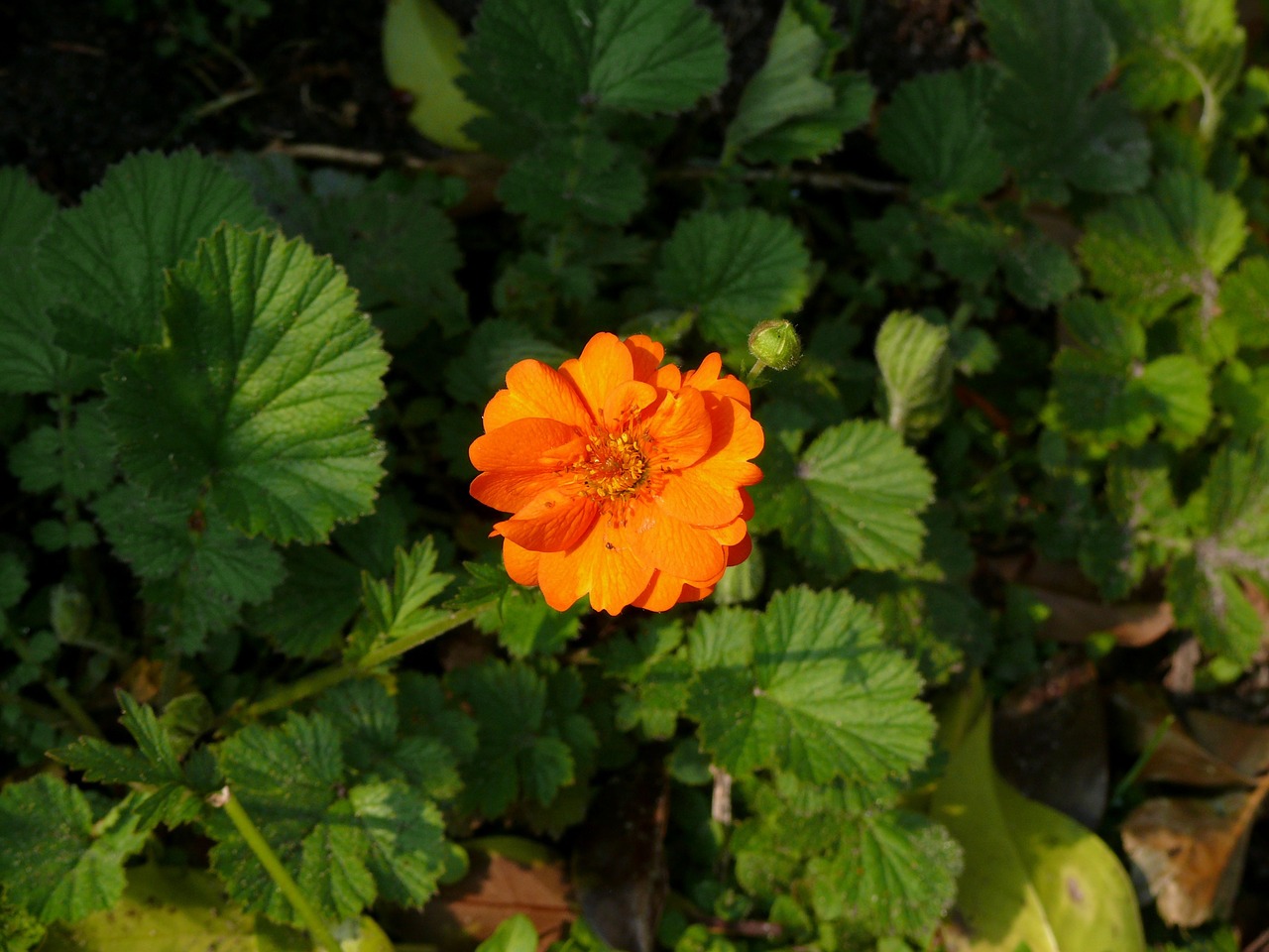 zinnia flower orange free photo