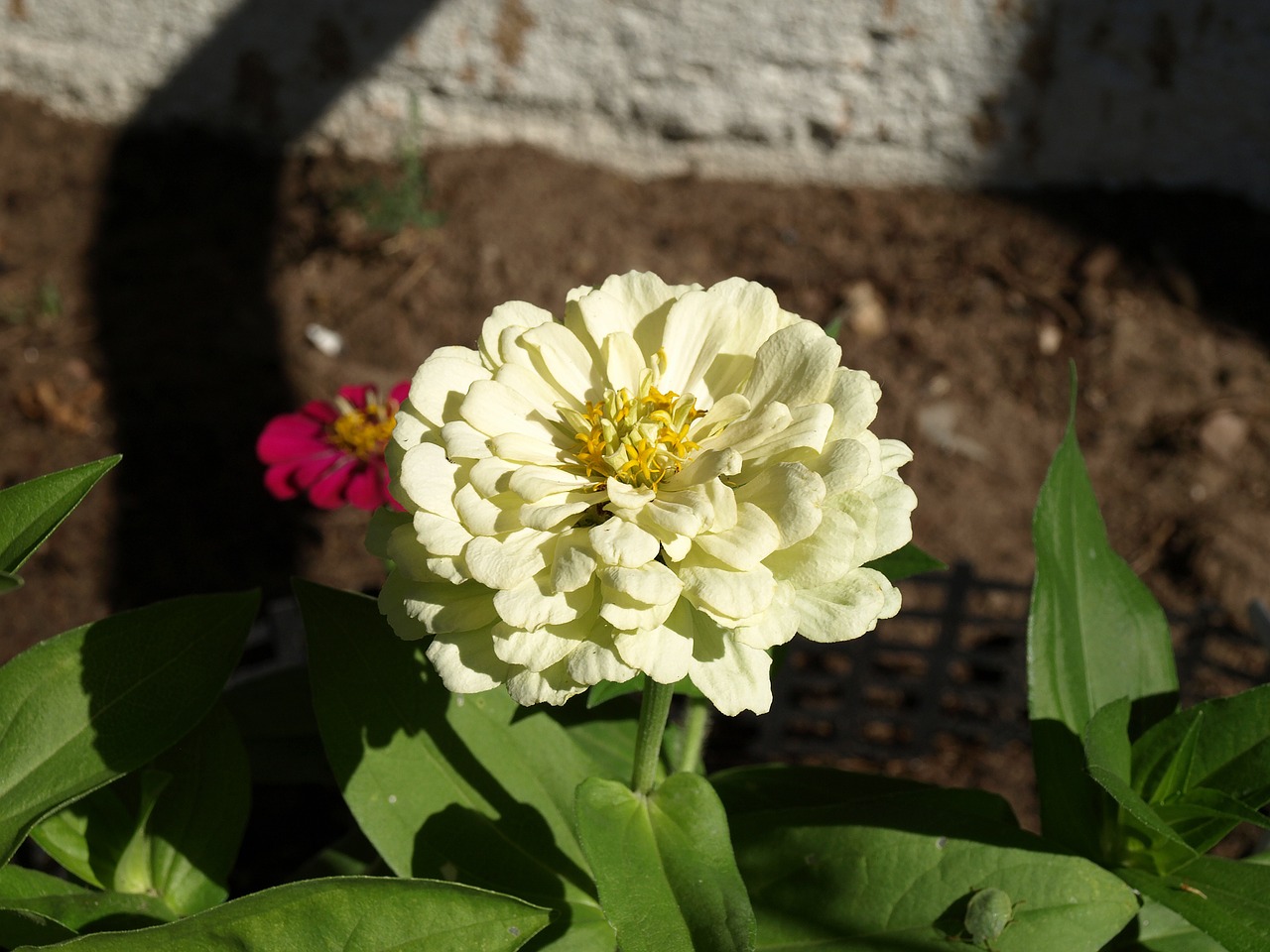 zinnia daliowa zinnia elegans zinnia free photo