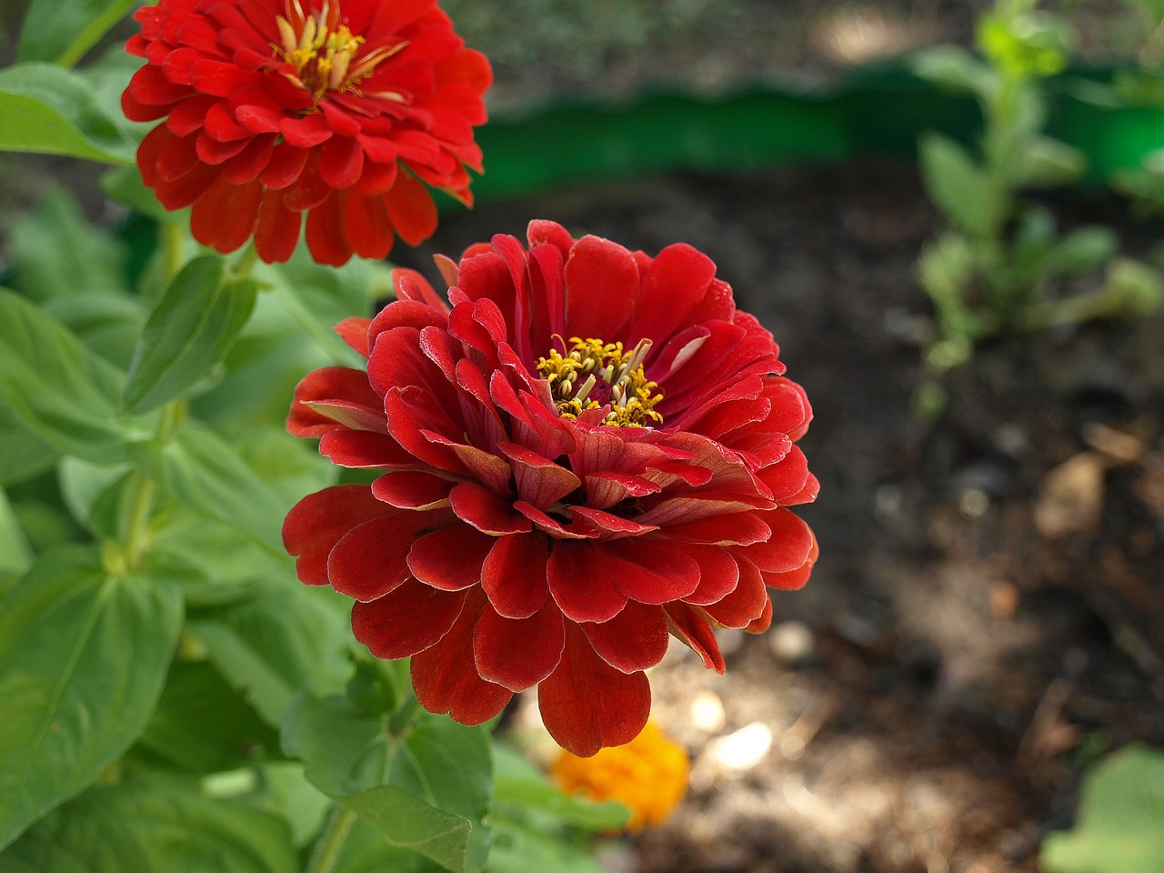 zinnia daliowa zinnia elegans zinnia free photo