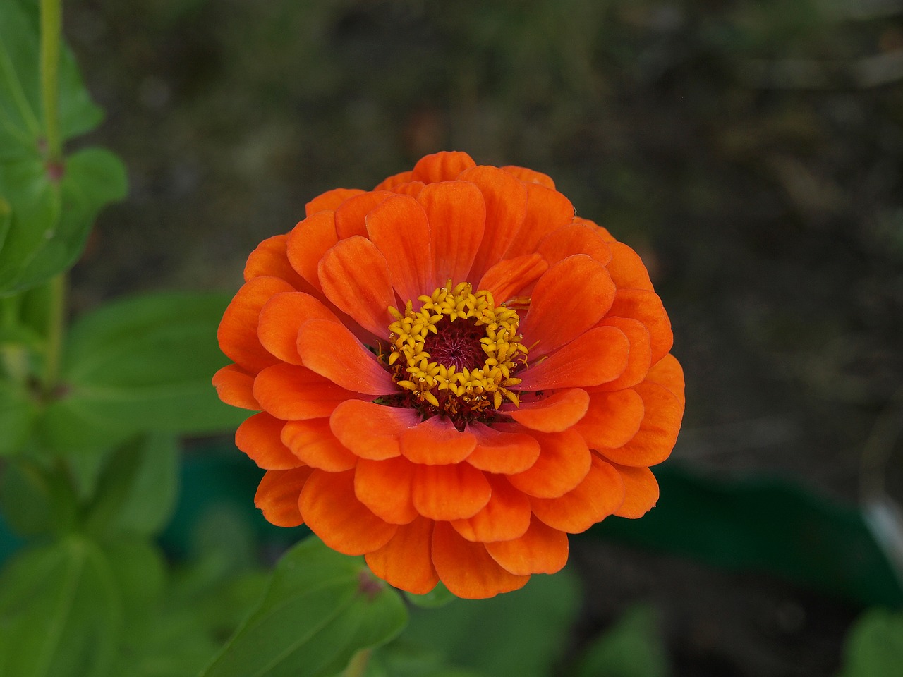 zinnia daliowa zinnia elegans zinnia free photo