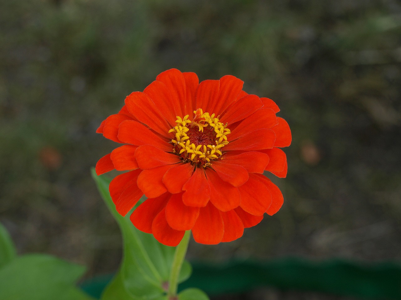 zinnia daliowa zinnia elegans zinnia free photo