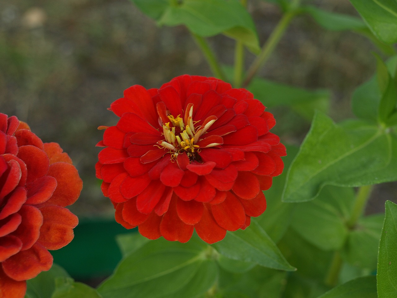 zinnia daliowa zinnia elegans zinnia free photo