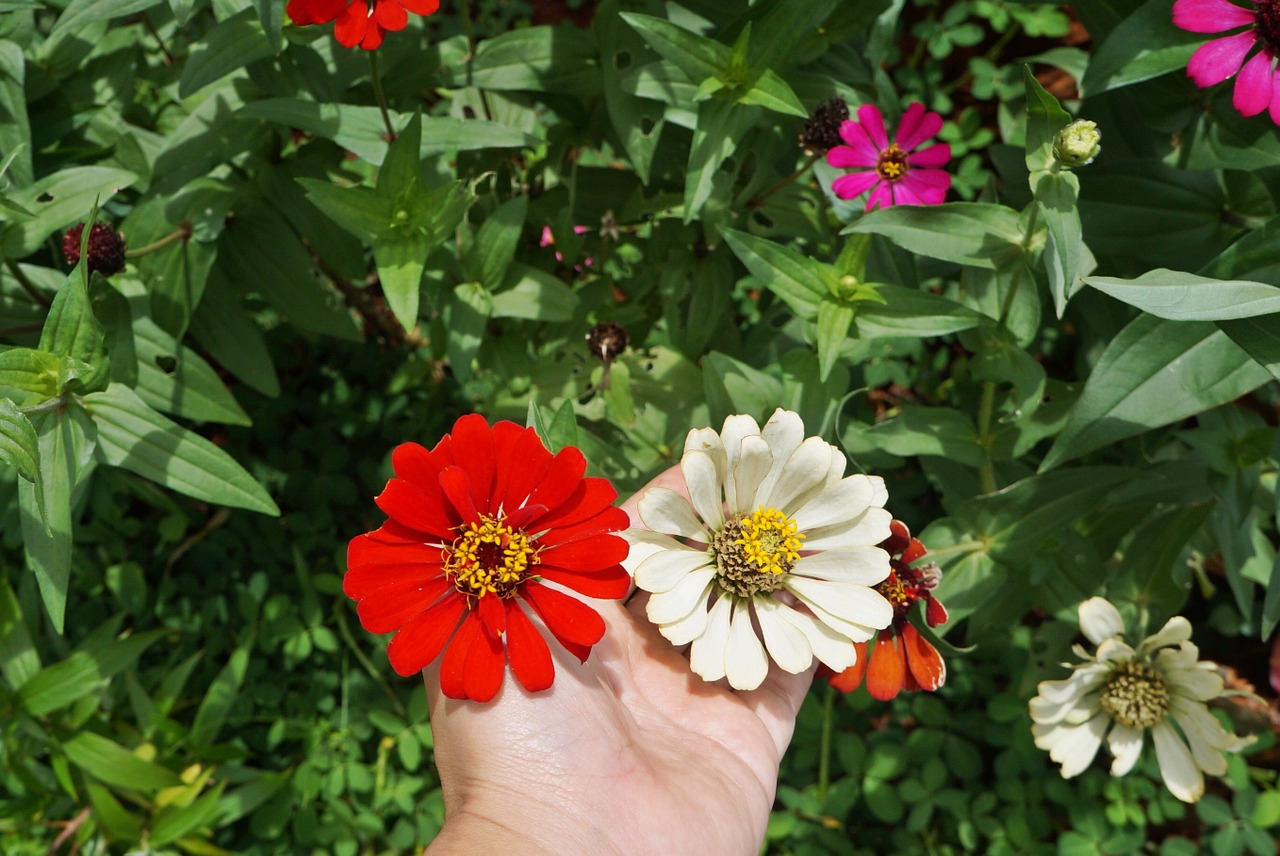 zinnia flower red flower flowers free photo