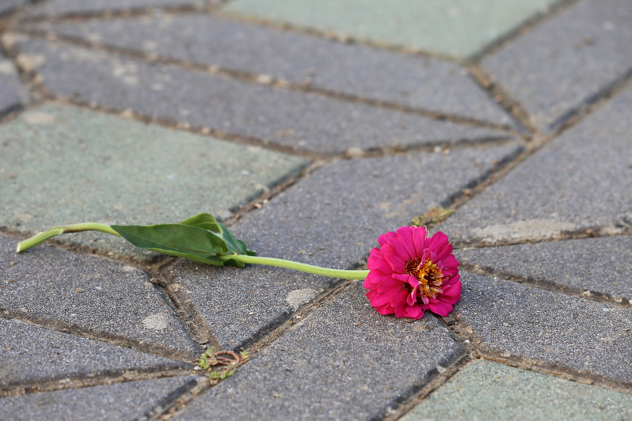 zinnia on the floor  purple  symbol free photo