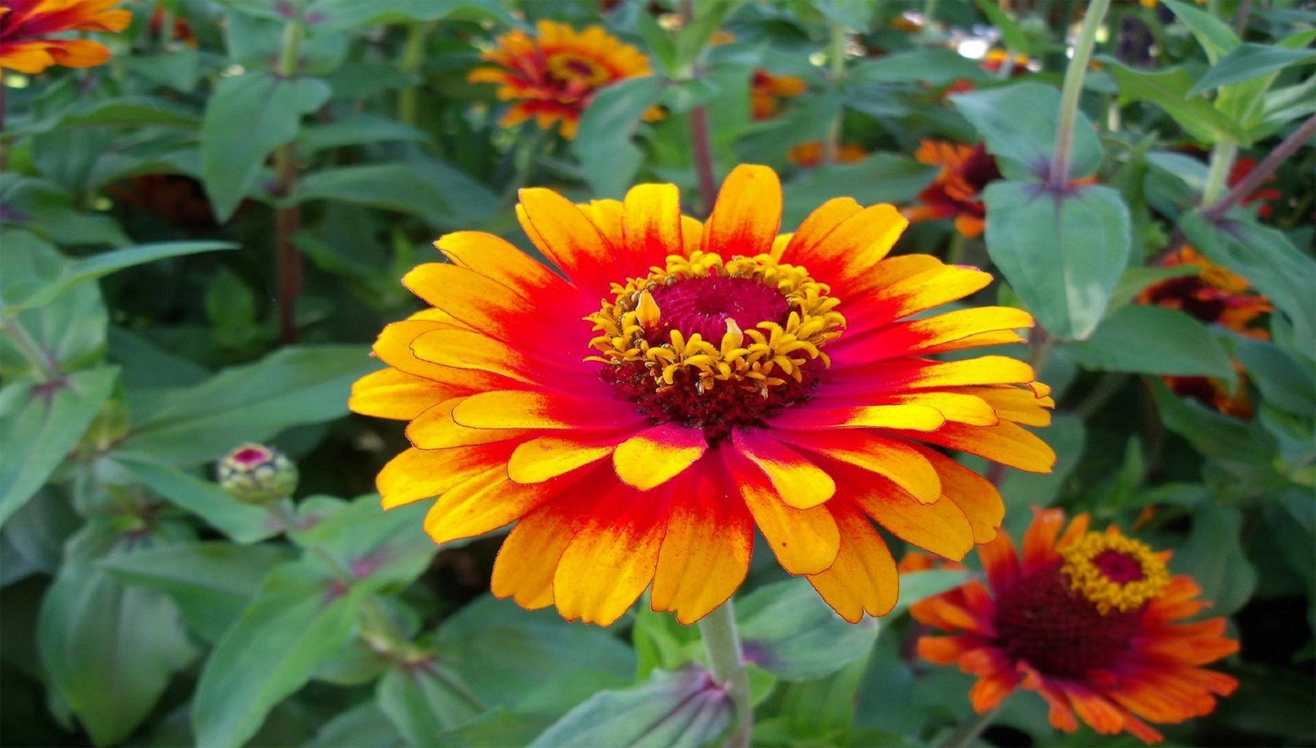 zinnia flower macro free photo