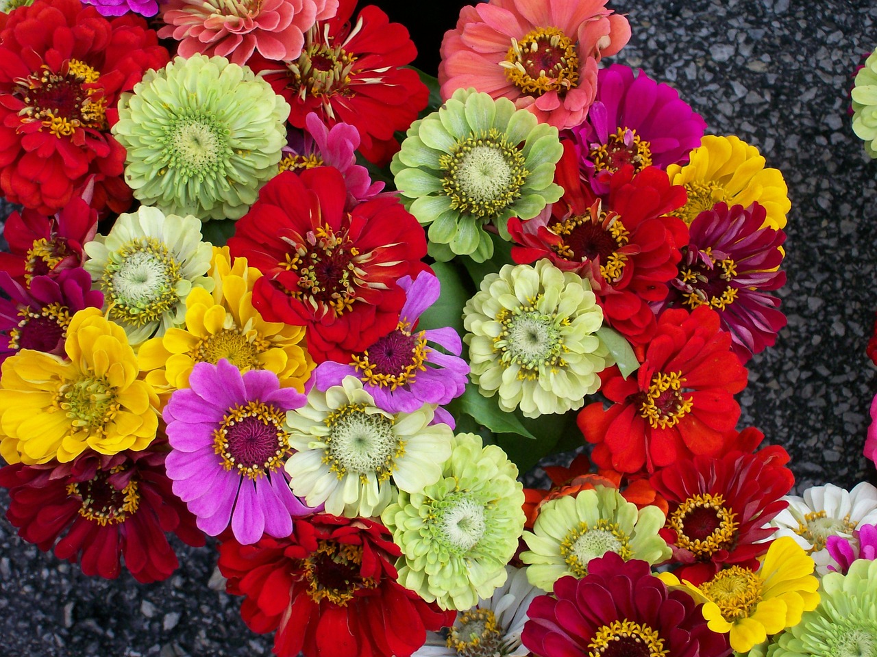 zinnias bunch flowers free photo