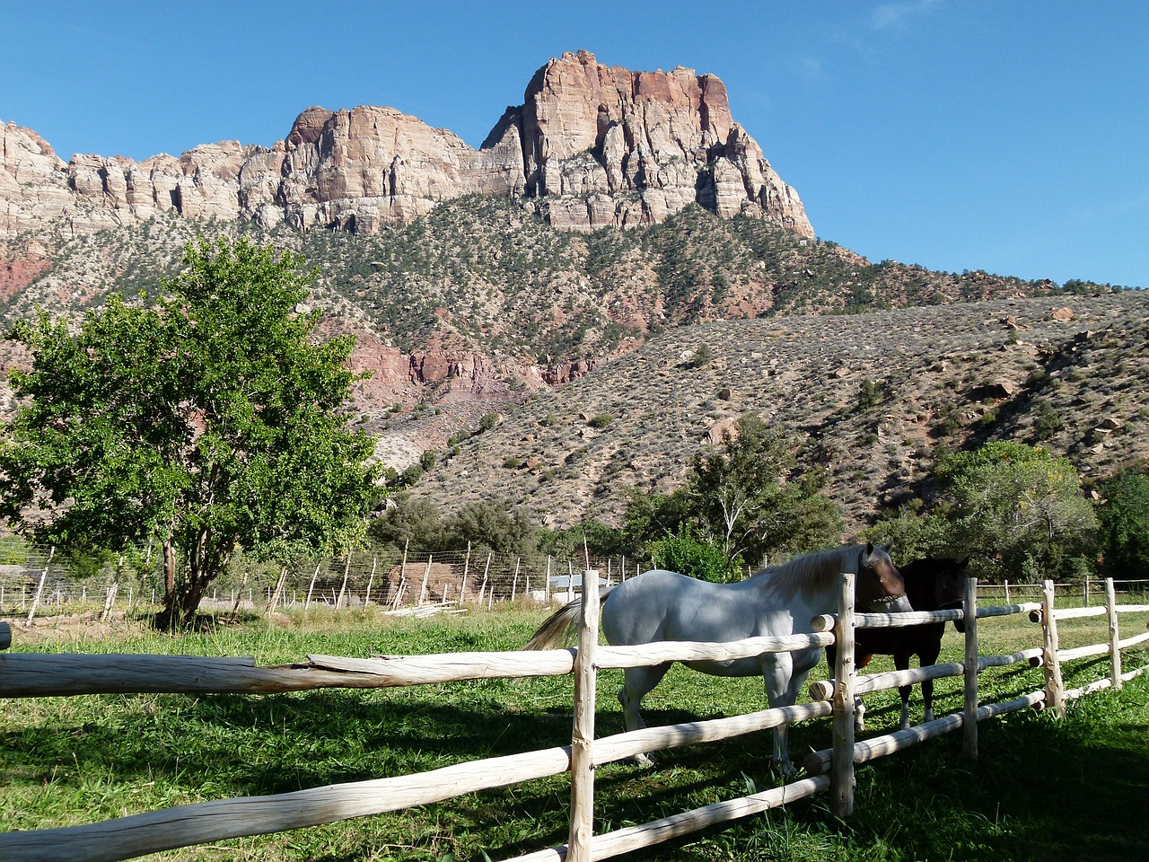 zion national park utah usa free photo