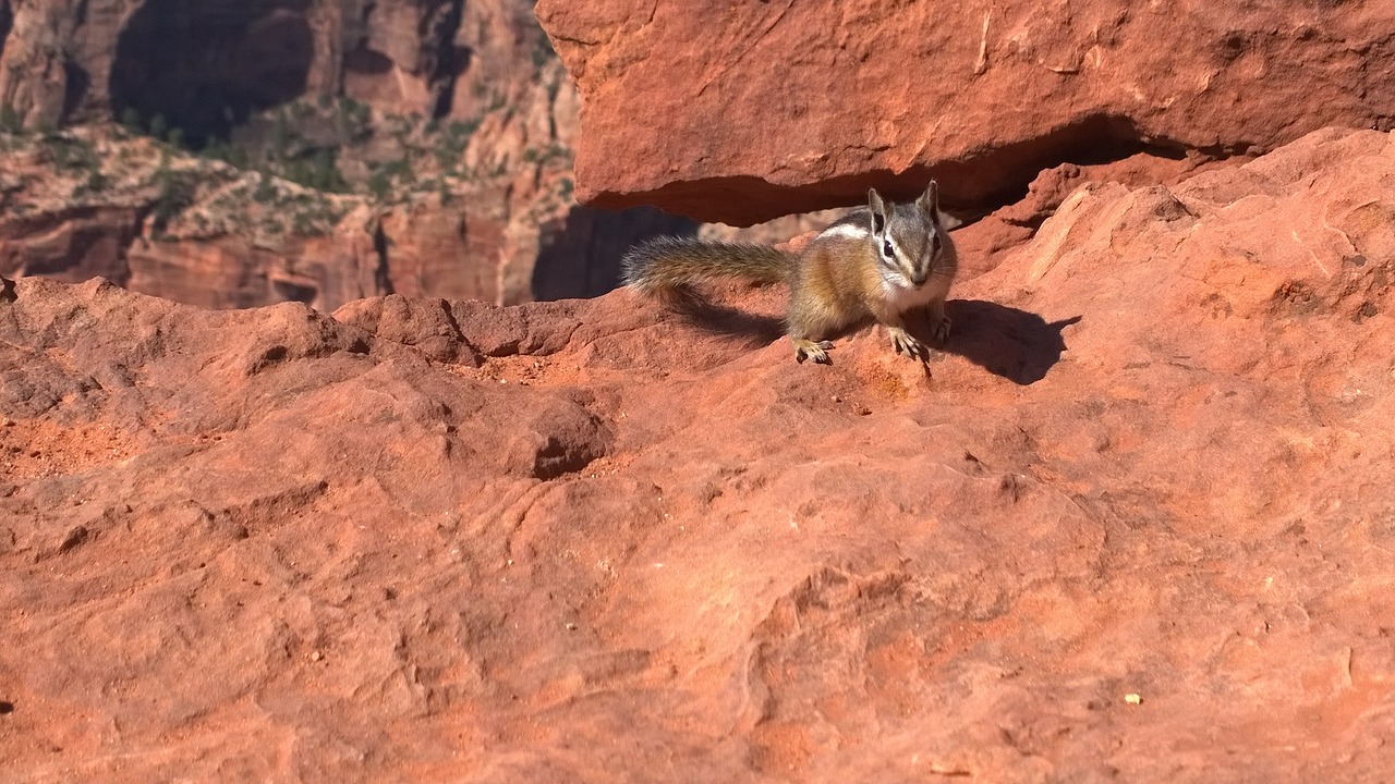 zion park squirrel travel free photo