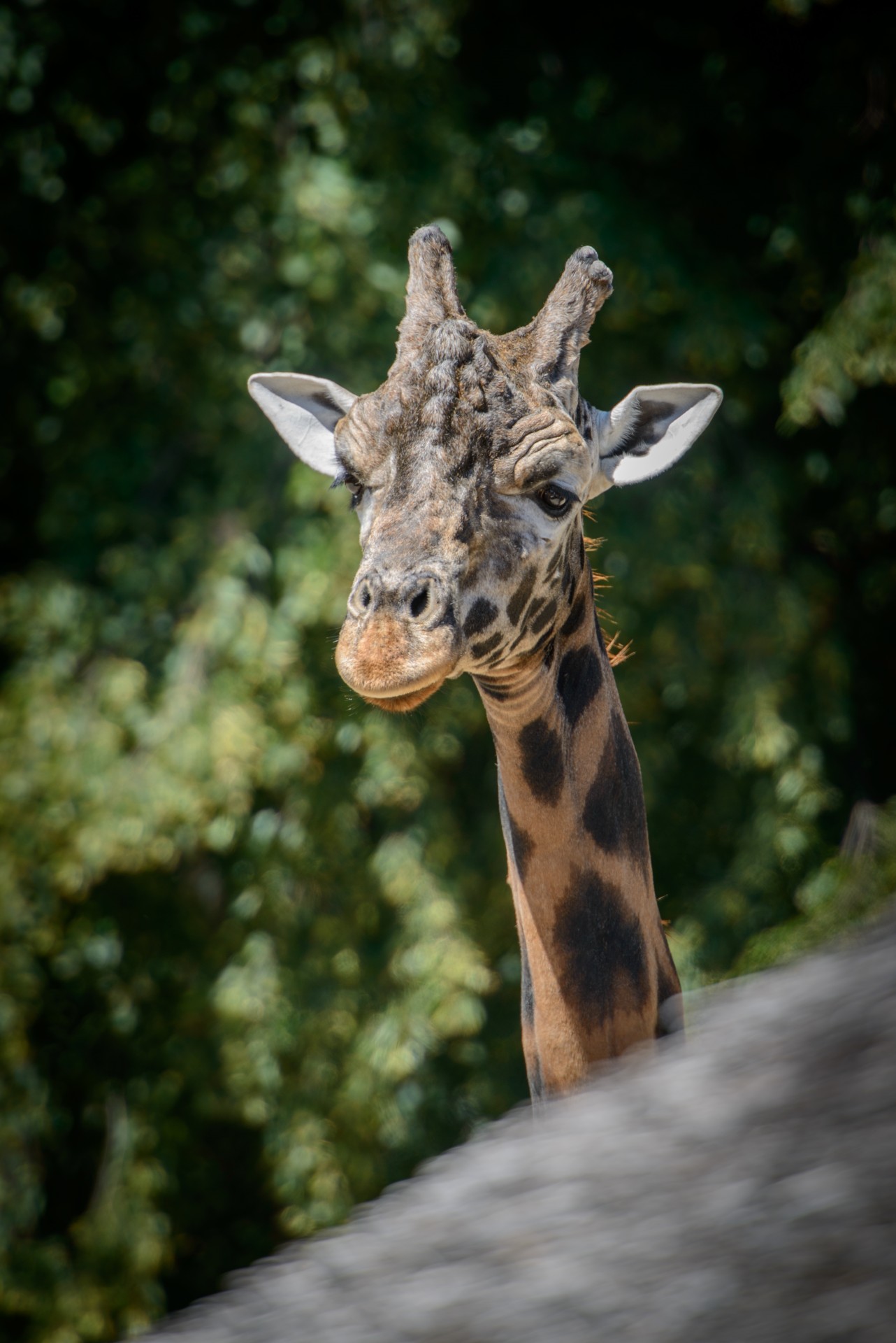 giraffe detail animal free photo