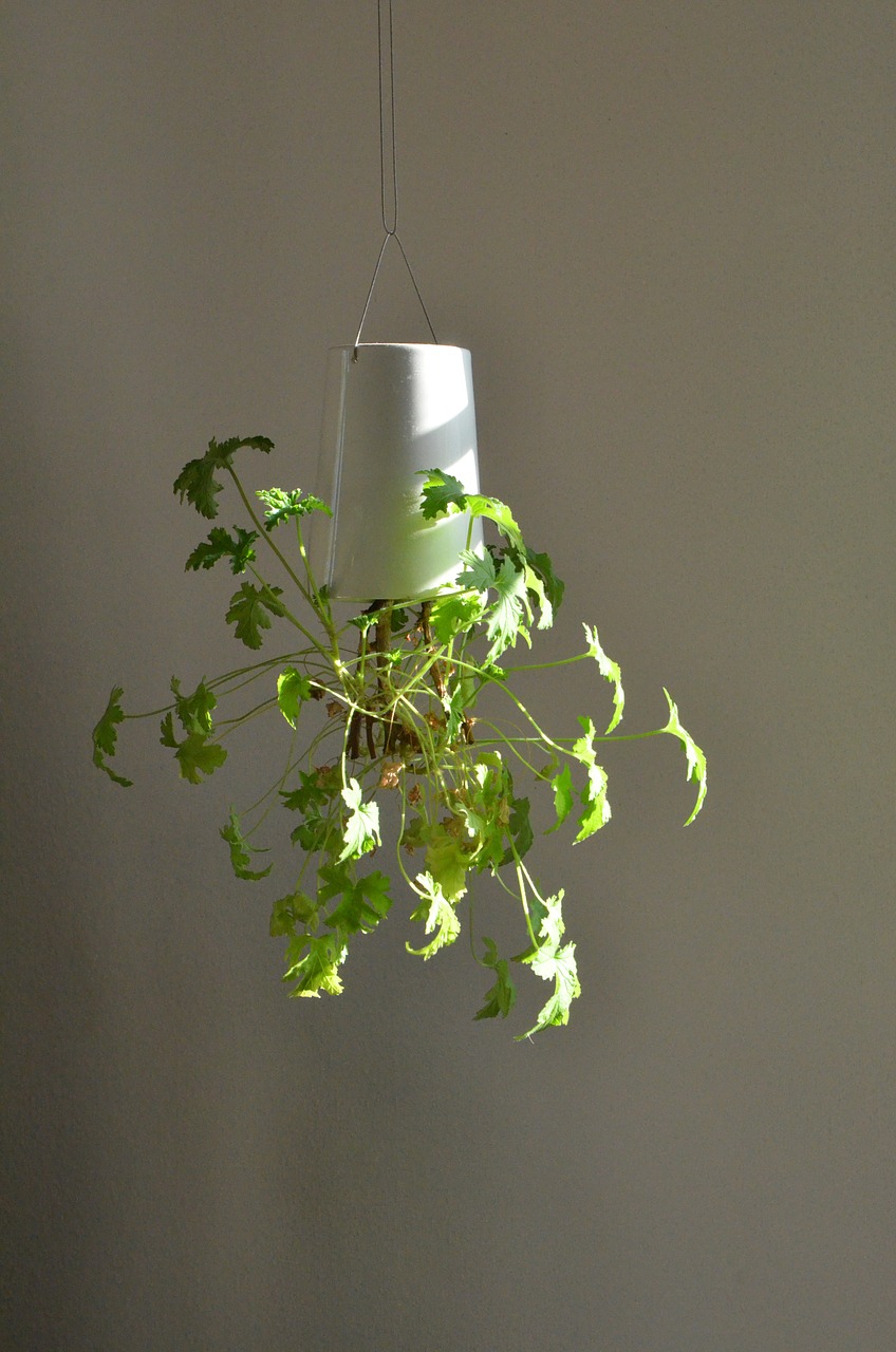 zitronengeranium plant hanging free photo