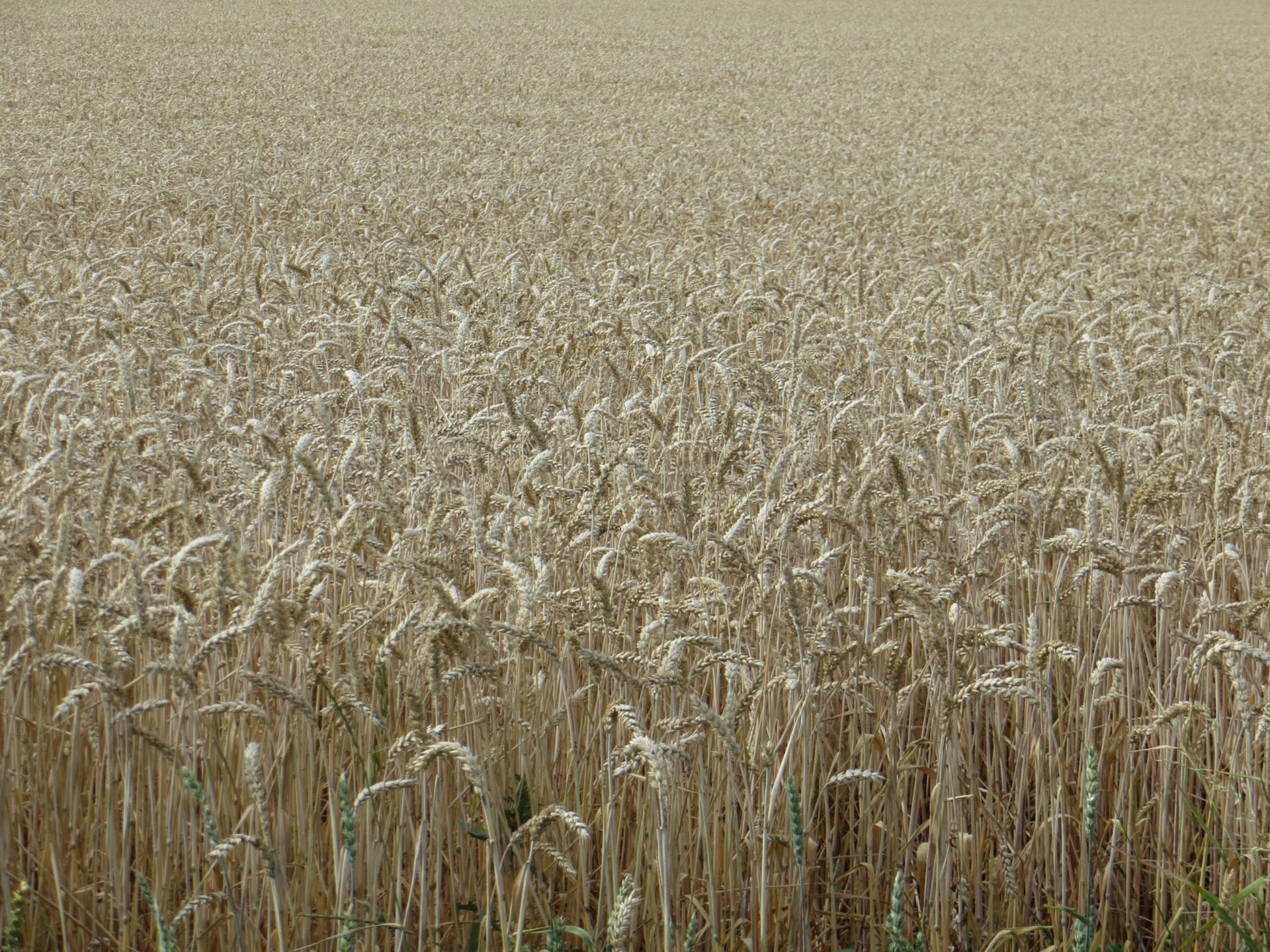wheat corn field free photo